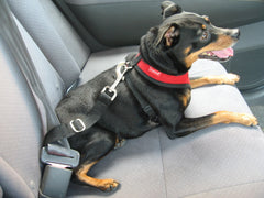 Copy of Doggie Seatbelt  - Harness not included